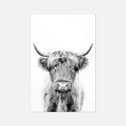 Highland Ox - Monochrome Studio