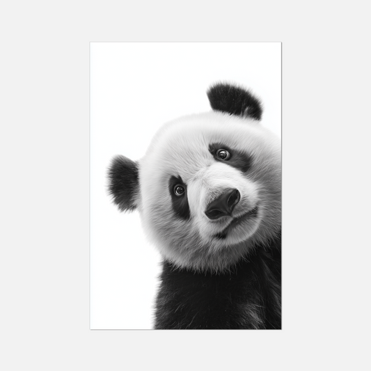 Shy Panda - Monochrome Studio