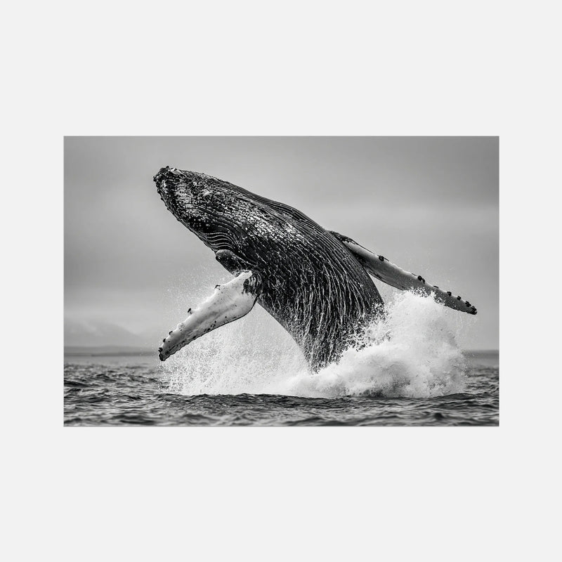 Oceanic Whale - Wildlife Worlds