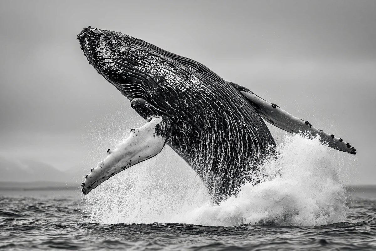 Oceanic Whale - Wildlife Worlds