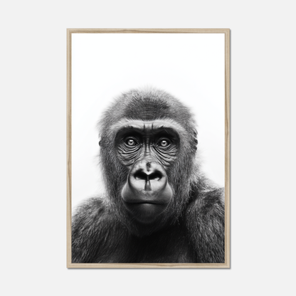 Ape - Monochrome Studio