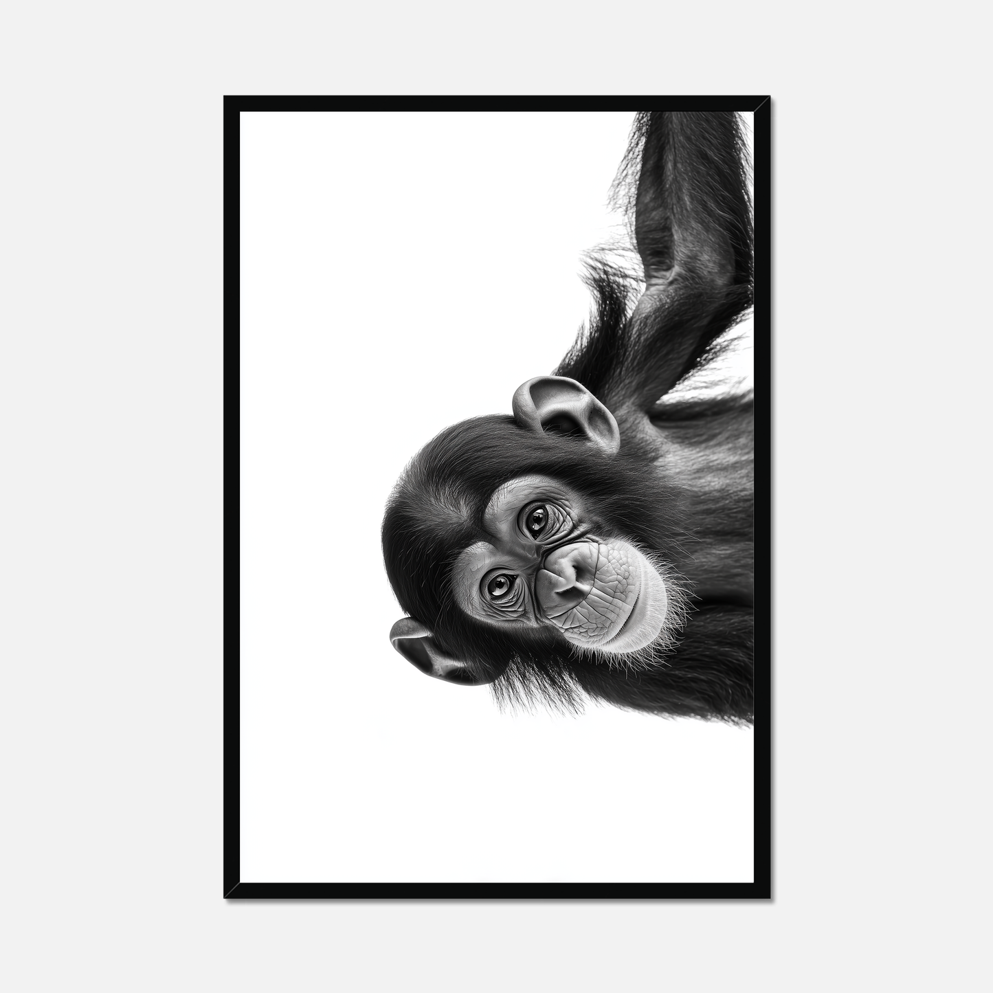 Cheeky Chimpanzee - Monochrome Studio