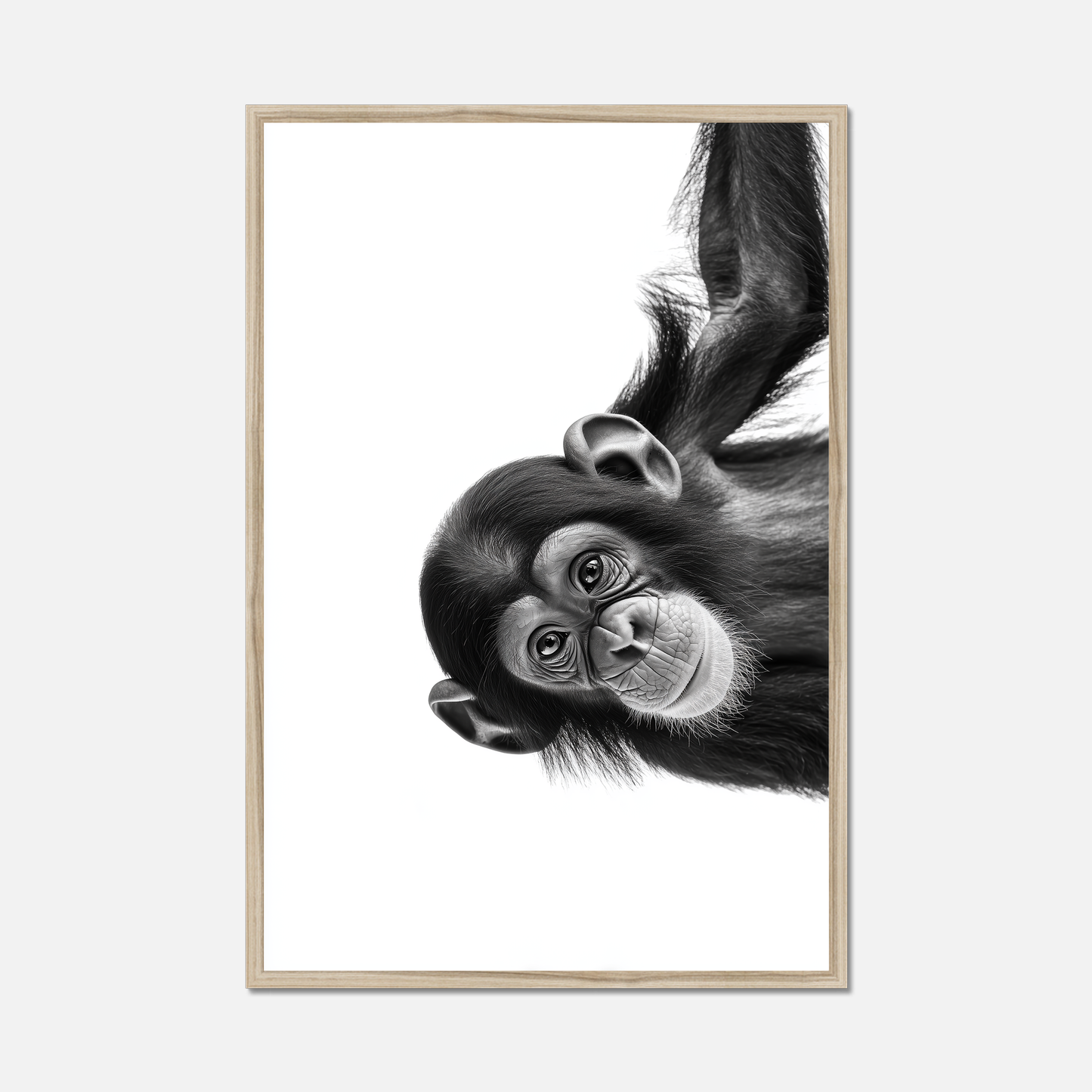 Cheeky Chimpanzee - Monochrome Studio