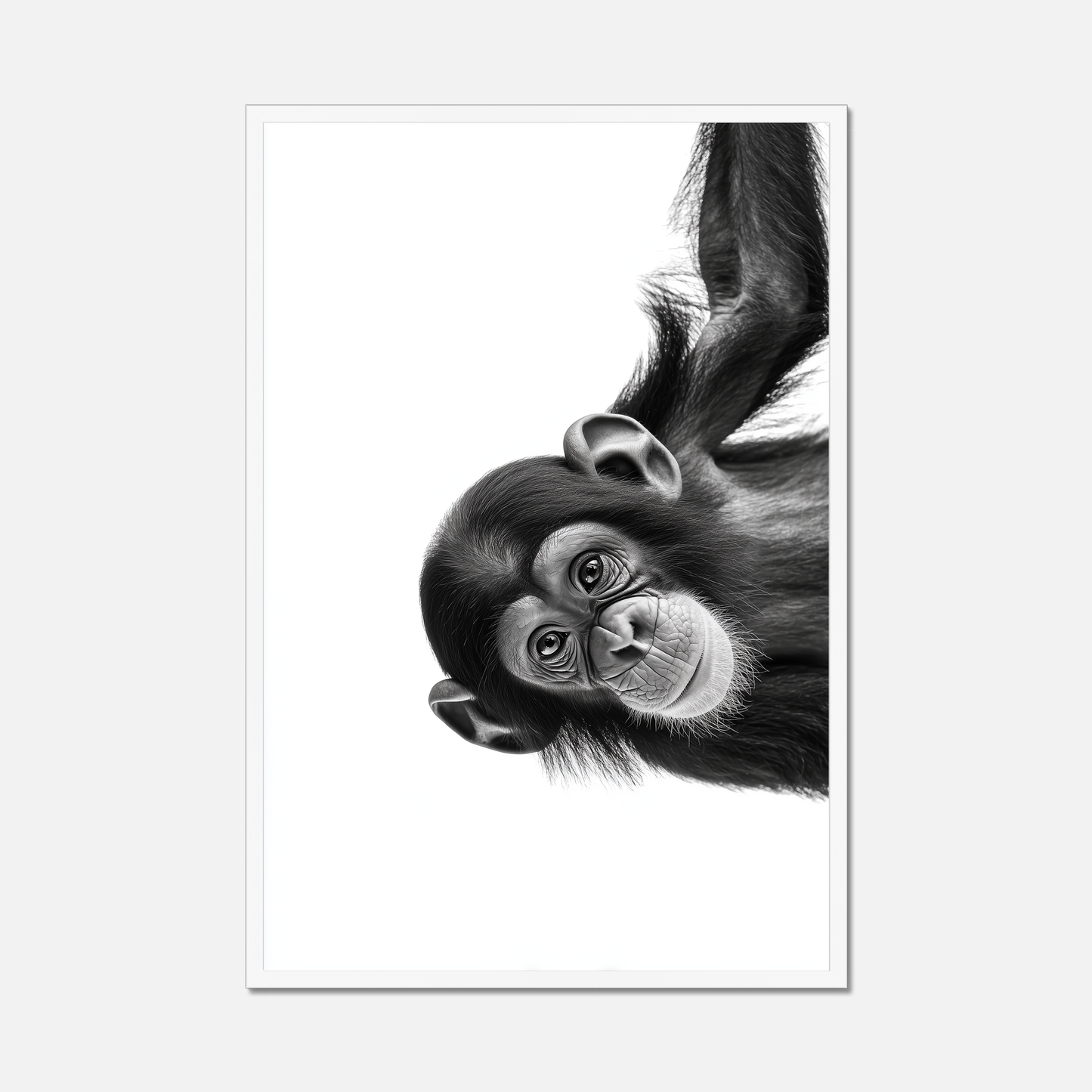 Cheeky Chimpanzee - Monochrome Studio