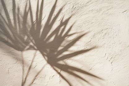 Shadows of a palm tree on a limestone wall