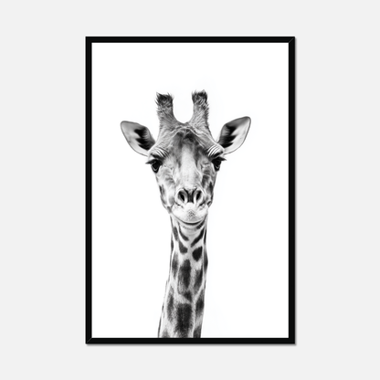 Giraffe - Monochrome Studio