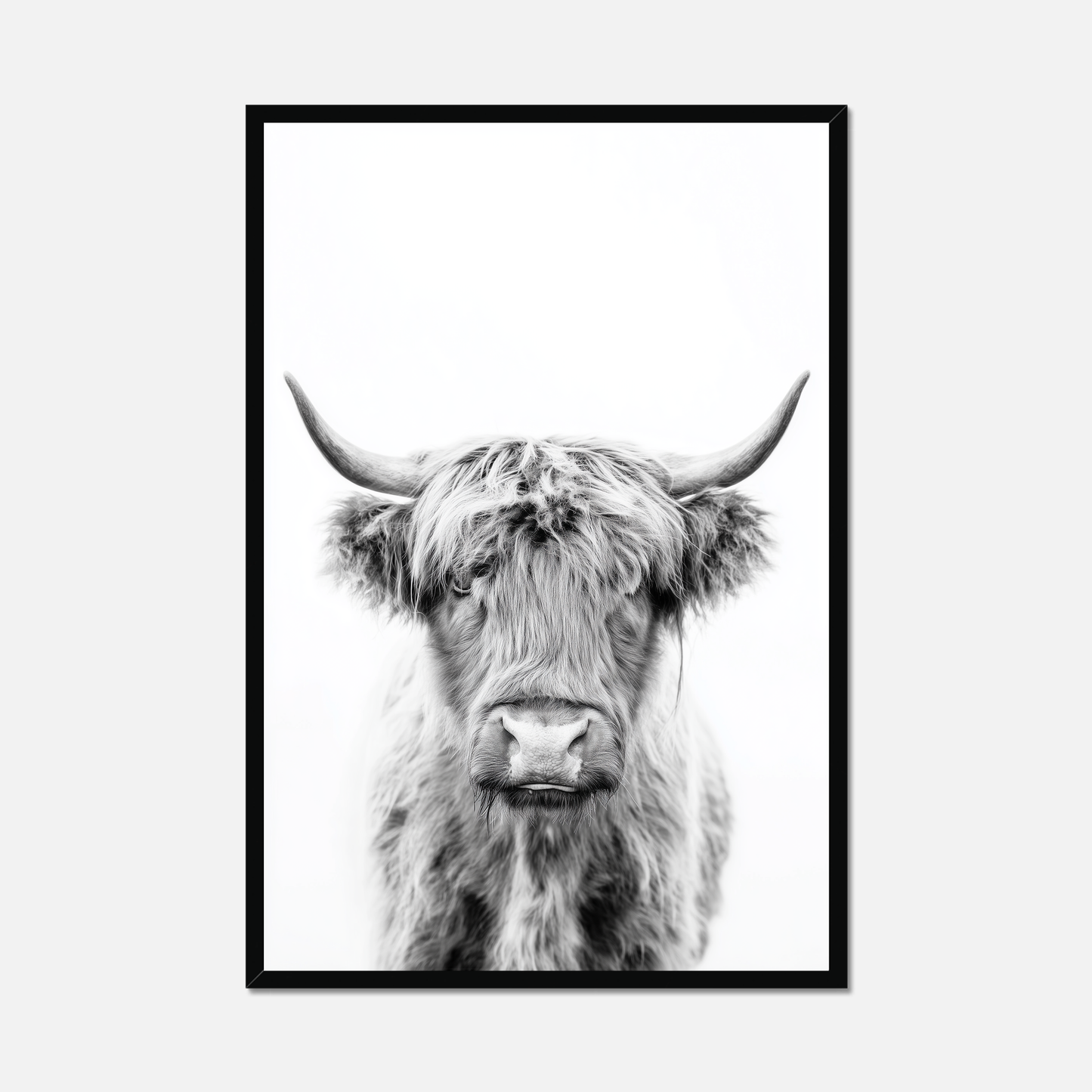 Highland Ox - Monochrome Studio