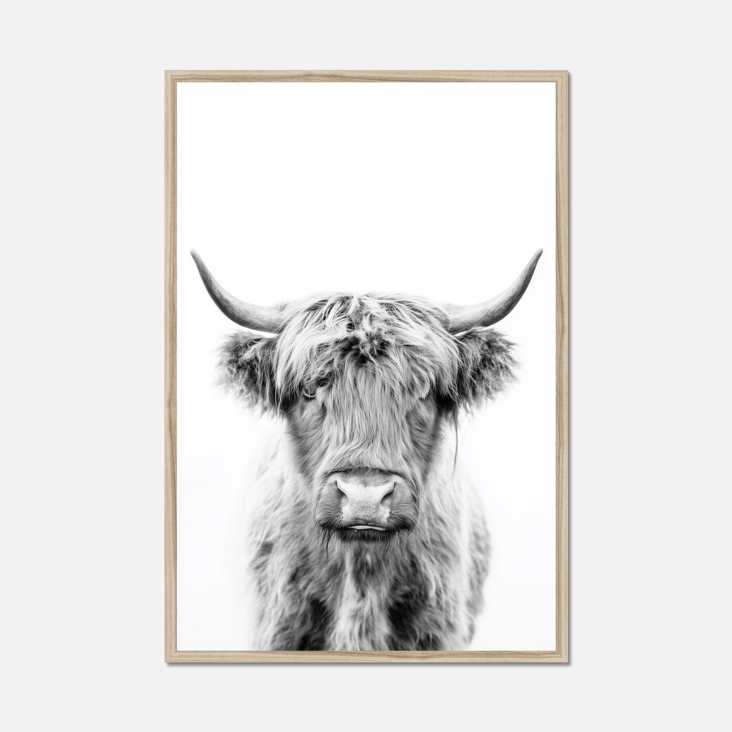 Highland Ox - Monochrome Studio