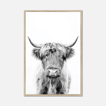 Highland Ox - Monochrome Studio