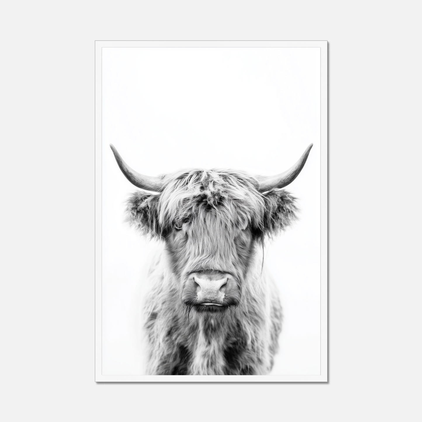 Highland Ox - Monochrome Studio