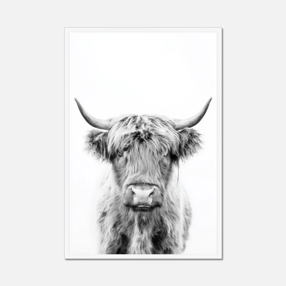 Highland Ox - Monochrome Studio