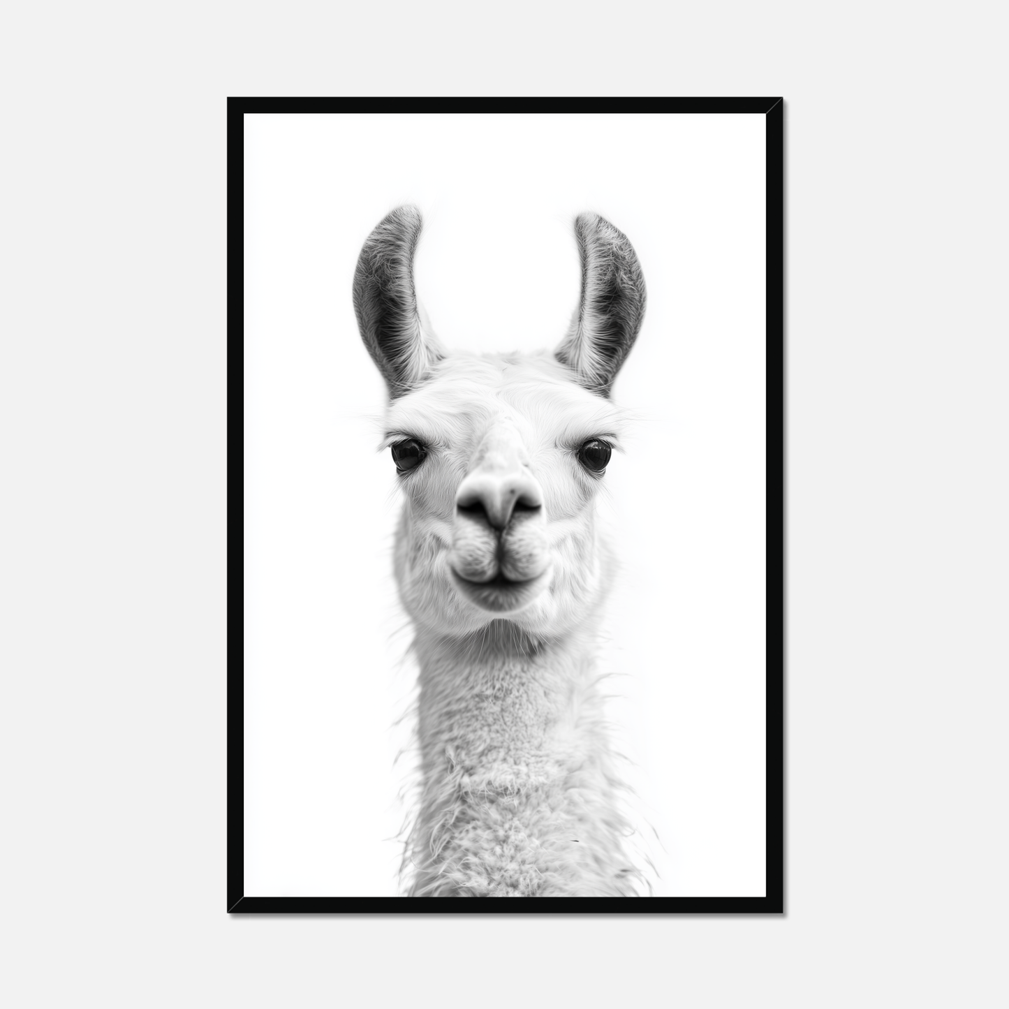 Llama - Monochrome Studio
