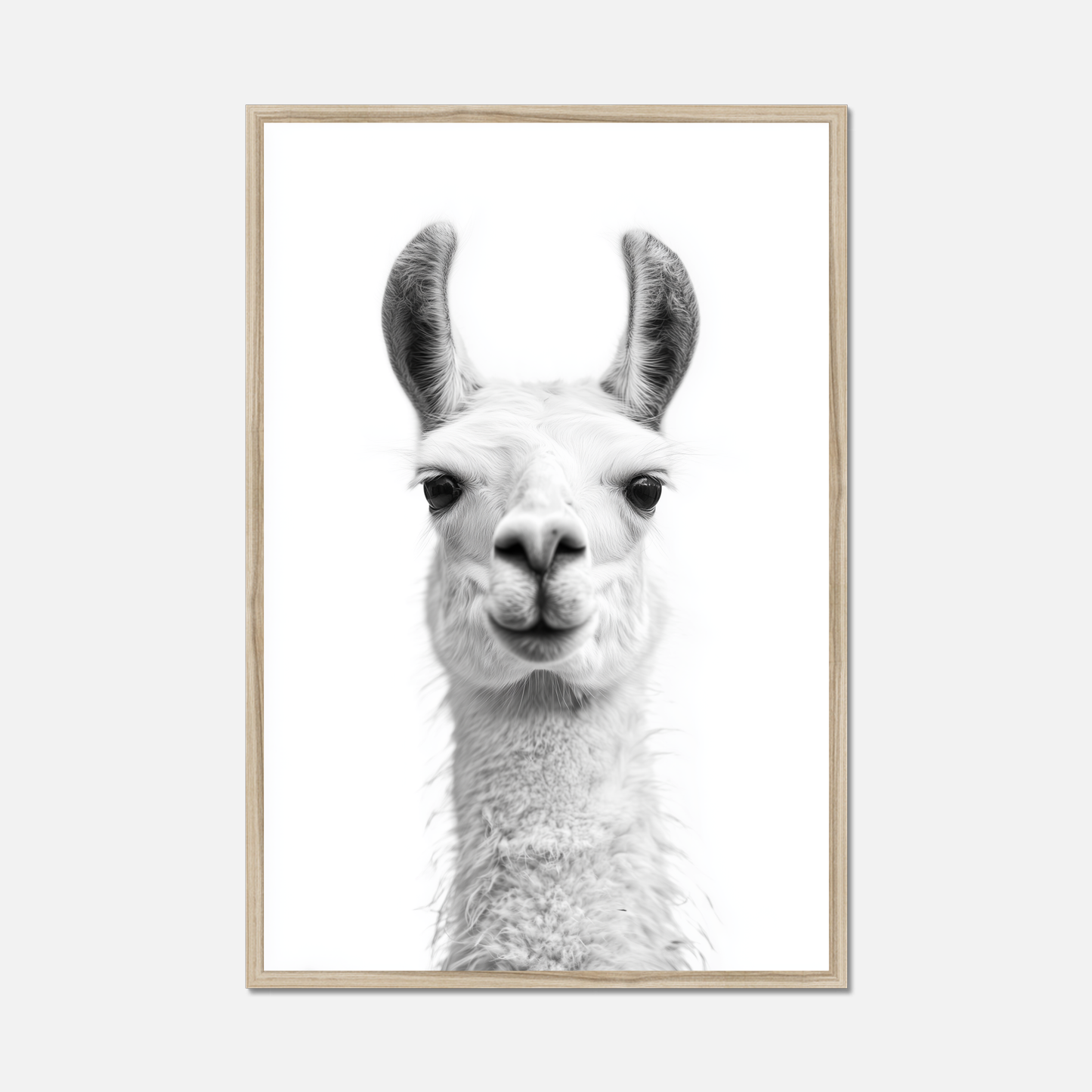 Llama - Monochrome Studio