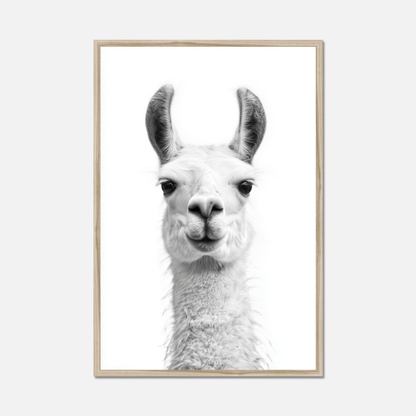 Llama - Monochrome Studio