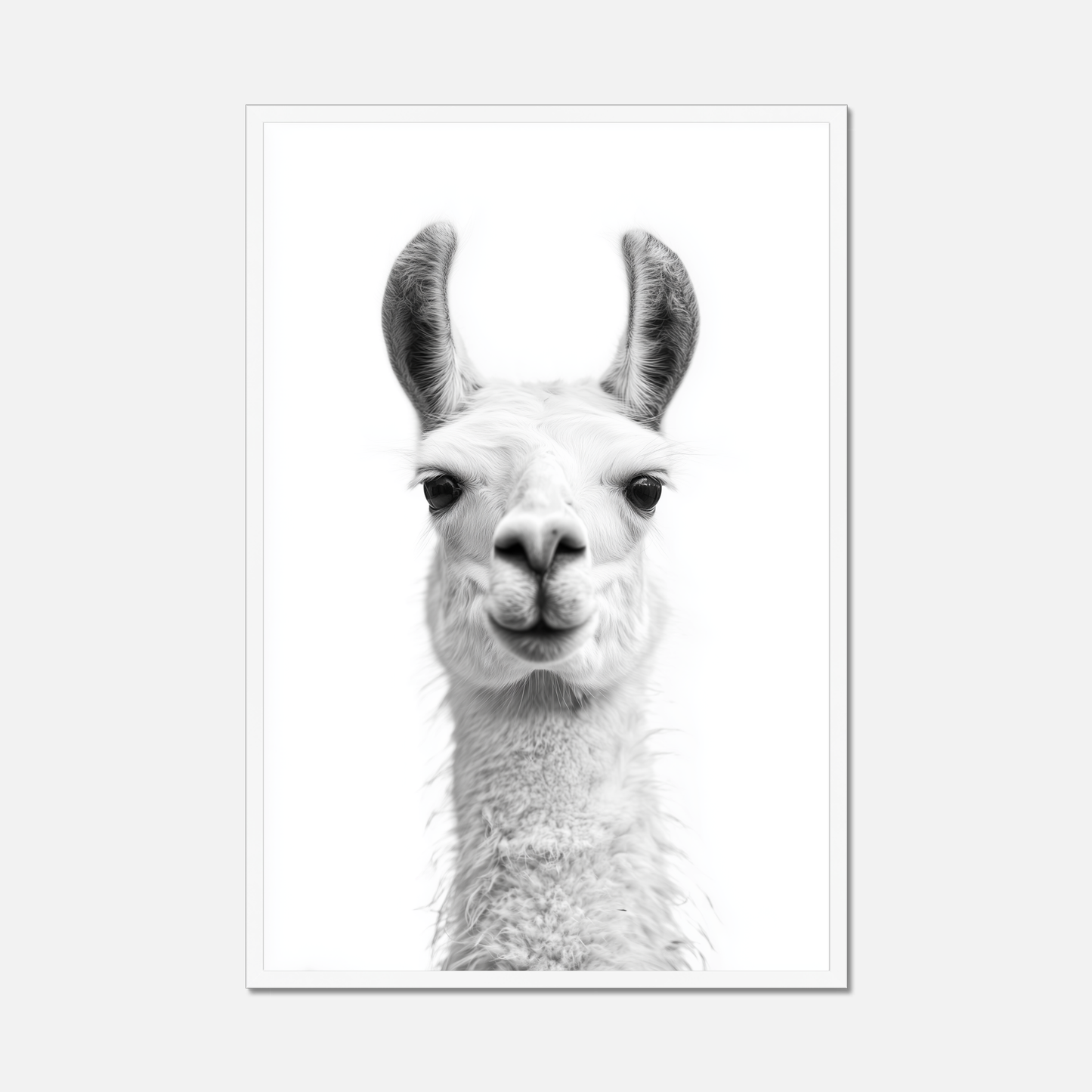 Llama - Monochrome Studio