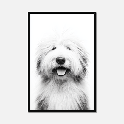 Old English Sheepdog - Monochrome Studio
