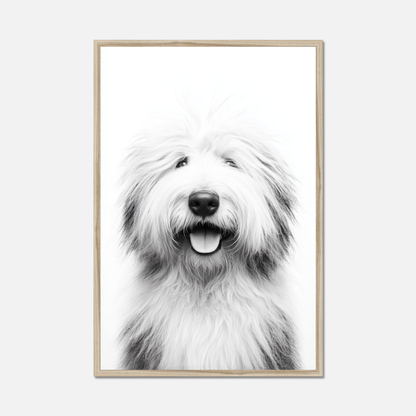 Old English Sheepdog - Monochrome Studio