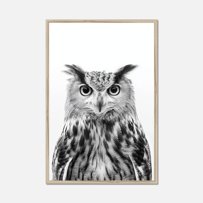Owl - Monochrome Studio