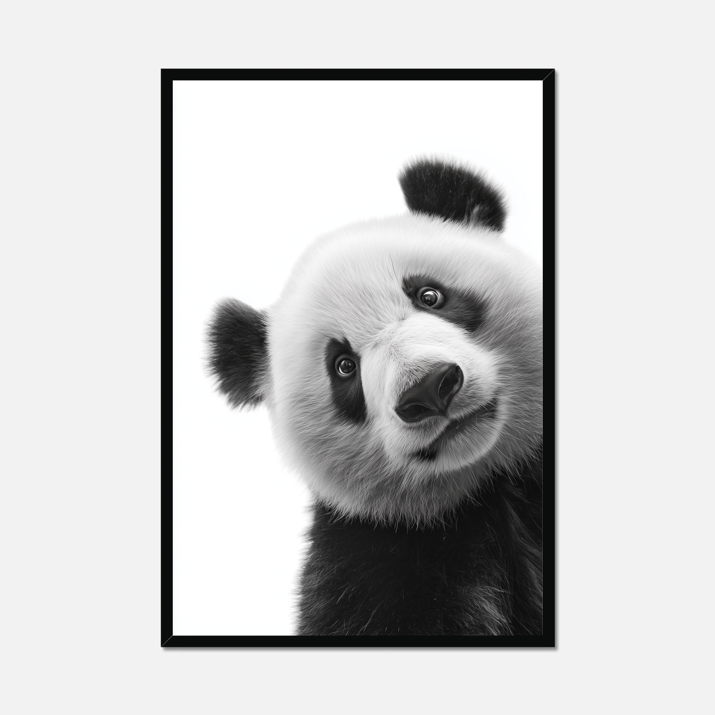 Shy Panda - Monochrome Studio