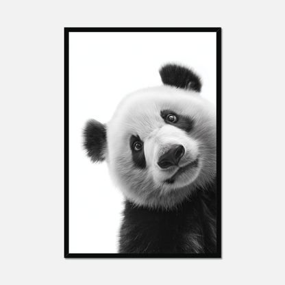 Shy Panda - Monochrome Studio