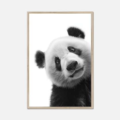 Shy Panda - Monochrome Studio