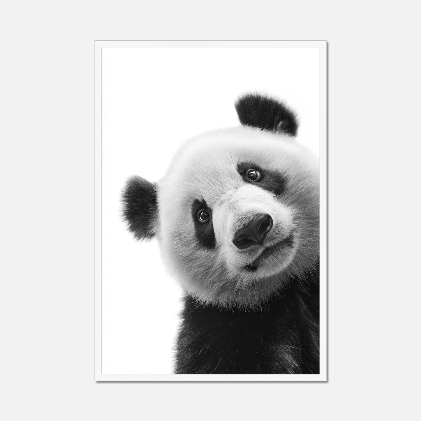 Shy Panda - Monochrome Studio