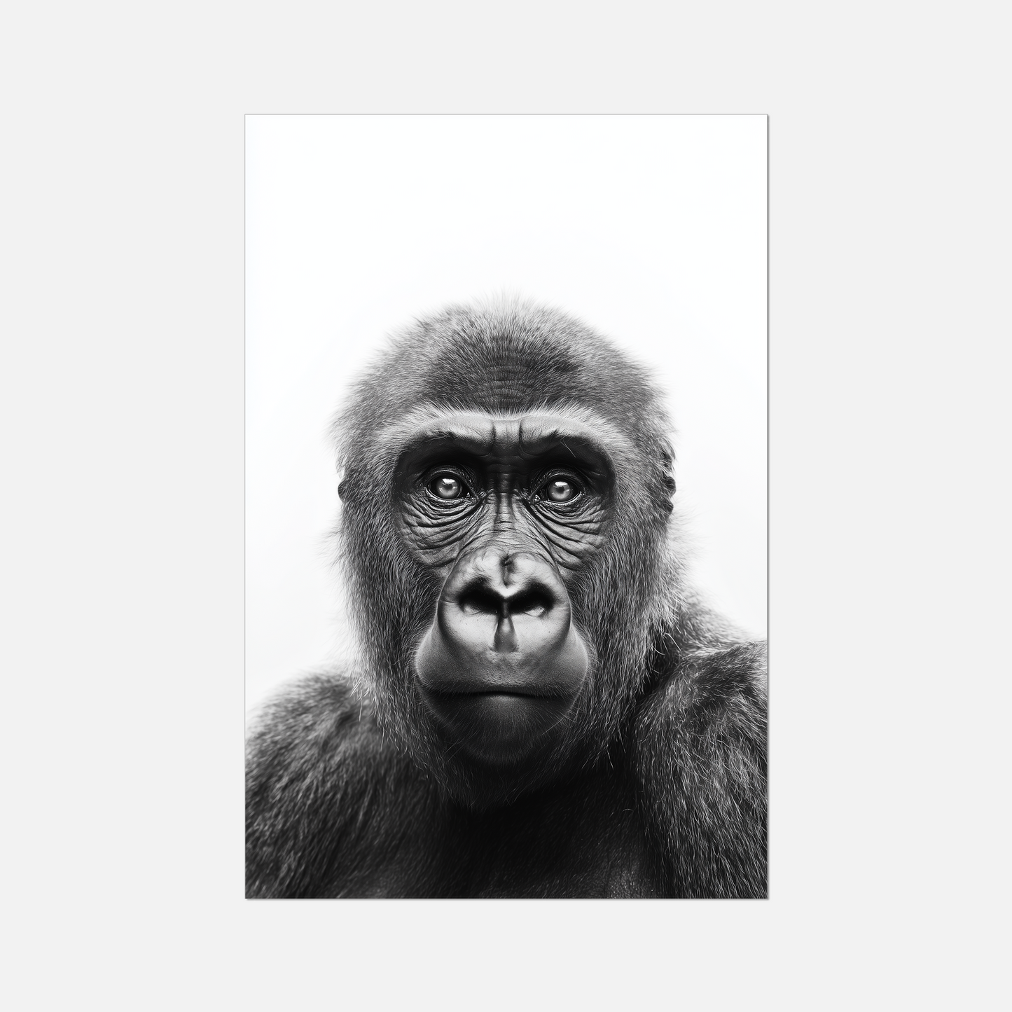 Ape - Monochrome Studio