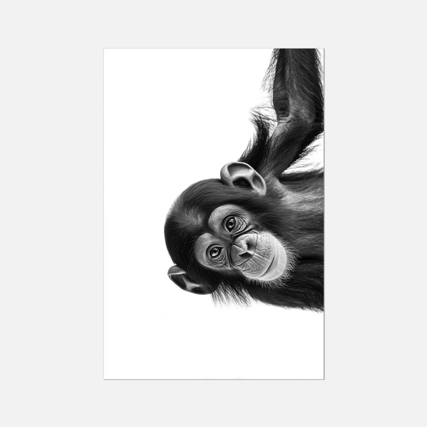 Cheeky Chimpanzee - Monochrome Studio