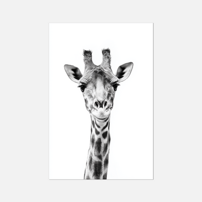 Giraffe - Monochrome Studio