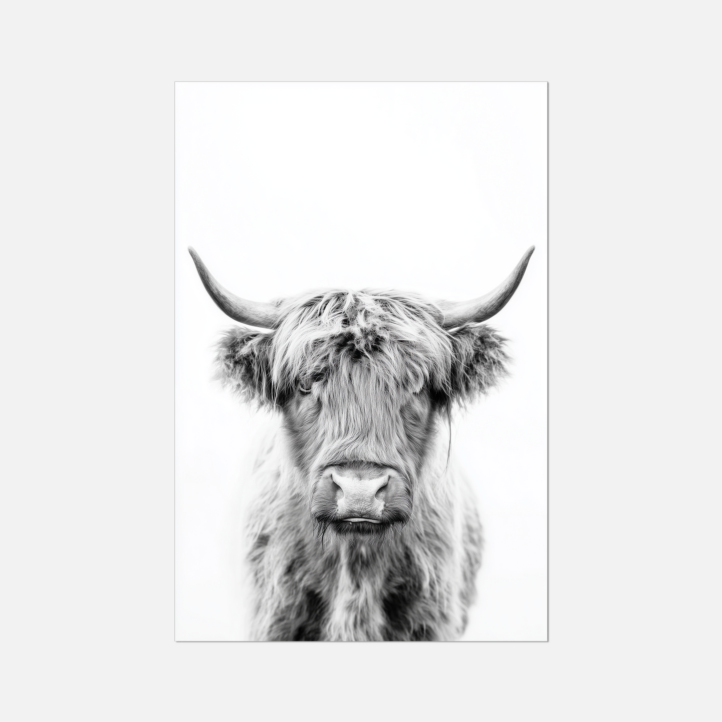Highland Ox - Monochrome Studio