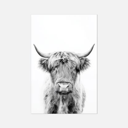 Highland Ox - Monochrome Studio