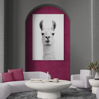 Llama - Monochrome Studio