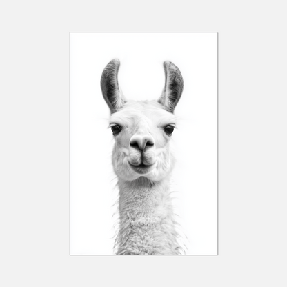Llama - Monochrome Studio
