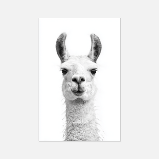 Llama - Monochrome Studio