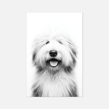 Old English Sheepdog - Monochrome Studio