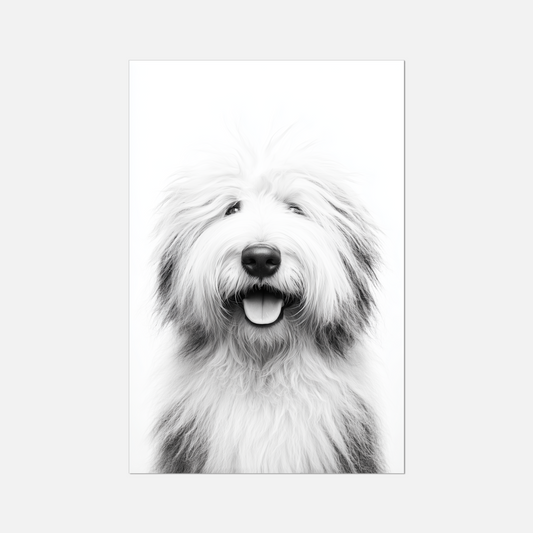 Old English Sheepdog - Monochrome Studio