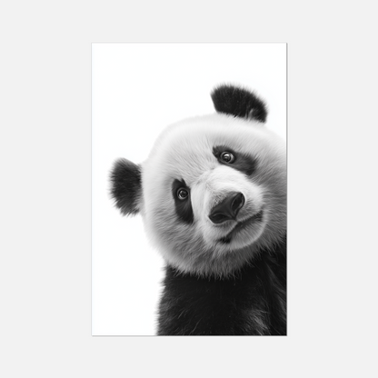Shy Panda - Monochrome Studio