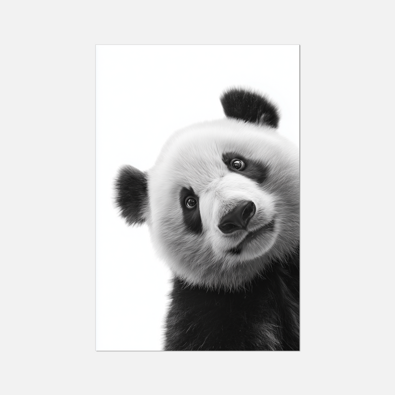 Black and white studio photography of a curious Panda looking directly into the camera on a white background