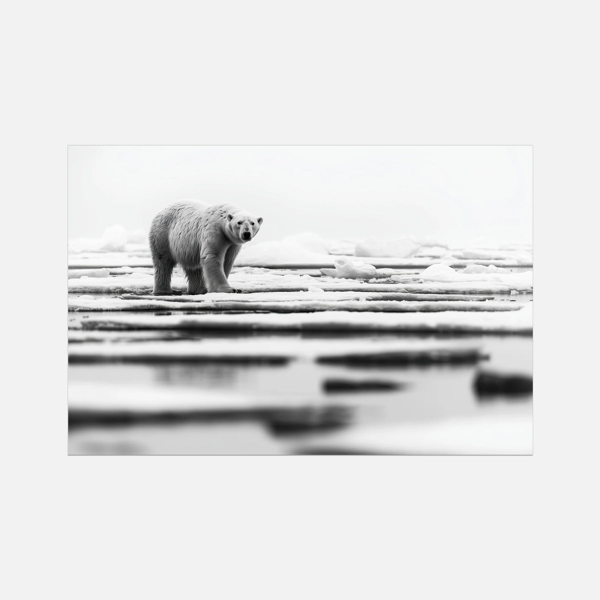 Iced Polar Bear - Wildlife Worlds
