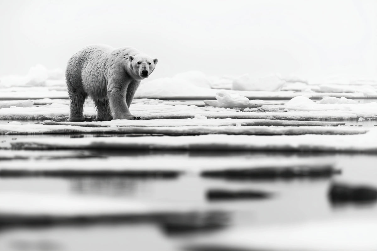 Iced Polar Bear - Wildlife Worlds