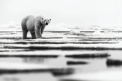 Iced Polar Bear - Wildlife Worlds