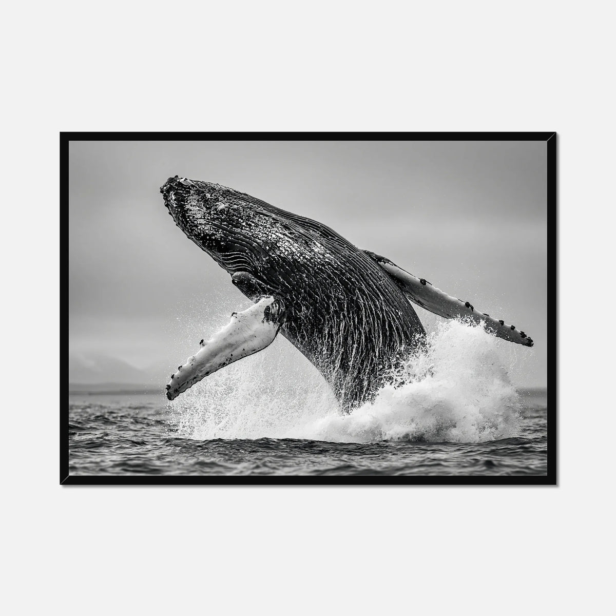 Oceanic Whale - Wildlife Worlds