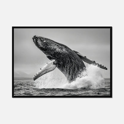 Oceanic Whale - Wildlife Worlds