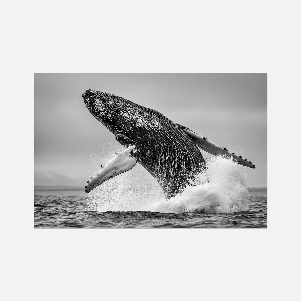 Oceanic Whale - Wildlife Worlds