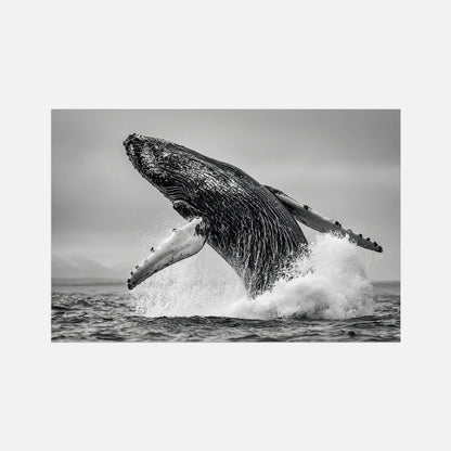 Oceanic Whale - Wildlife Worlds