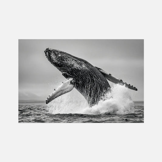 Oceanic Whale - Wildlife Worlds