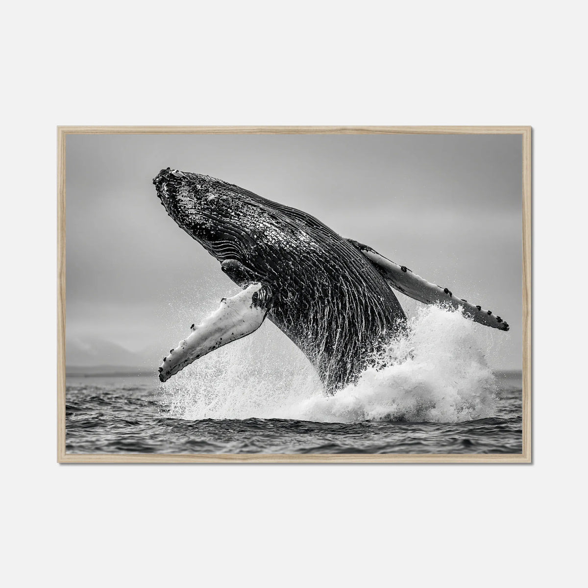 Oceanic Whale - Wildlife Worlds