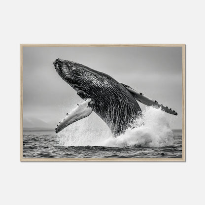 Oceanic Whale - Wildlife Worlds