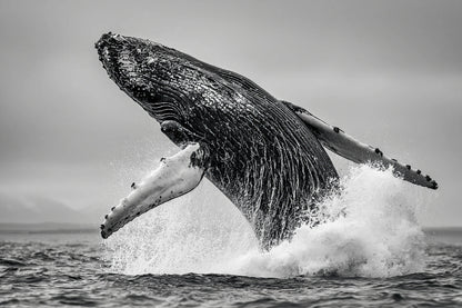 Oceanic Whale - Wildlife Worlds
