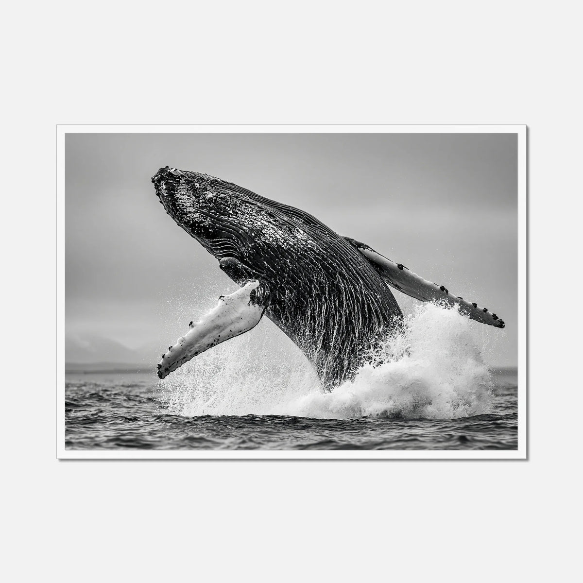 Oceanic Whale - Wildlife Worlds
